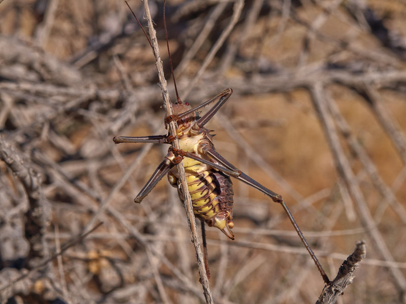 Namib Desert, Locust